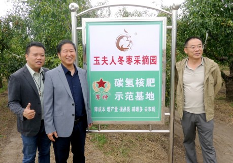 黄骅碳氢核肥冬枣基地迎丰收：增产三成零农残，绿色种植结出“放心果”