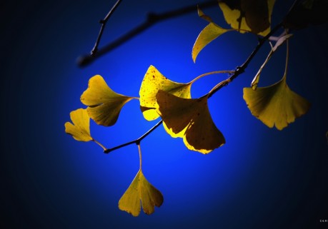 笑琰摄影与诗：与一片叶的对话